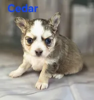 CKC Cedar, a male Chihuahua for sale in Homerville, GA – 7 of 10