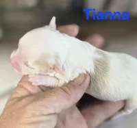 CKC Tianna, a female Chihuahua for sale in Homerville, GA – 4 of 10