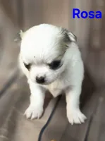 AKC Rosa, a female Chihuahua for sale in Homerville, GA – 9 of 10