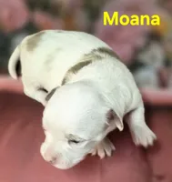 CKC Moana, a female Chihuahua for sale in Homerville, GA – 7 of 10