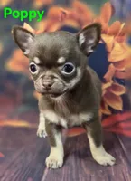 AKC Poppy, a female Chihuahua for sale in Homerville, GA – 9 of 10
