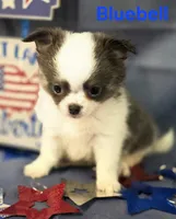 AKC Bluebell, a female Chihuahua for sale in Homerville, GA – 5 of 10