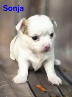 AKC Sonja, a female Chihuahua for sale in Homerville, GA – 8 of 10