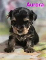 AKC Aurora, a female Yorkshire Terrier for sale in Homerville, GA – 8 of 10