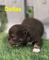 AKC Dallas , a female Chihuahua for sale in Homerville, GA – Photo 4 of 10