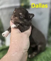 AKC Dallas , a female Chihuahua for sale in Homerville, GA – Photo 9 of 10