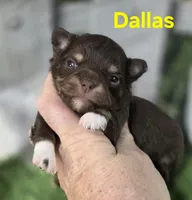 AKC Dallas , a female Chihuahua for sale in Homerville, GA – Photo 6 of 10