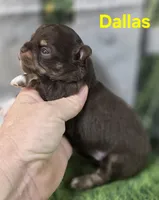 AKC Dallas , a female Chihuahua for sale in Homerville, GA – Photo 8 of 10