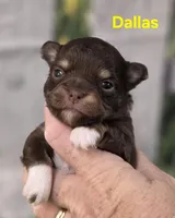 AKC Dallas , a female Chihuahua for sale in Homerville, GA – Photo 5 of 10