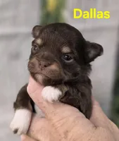 AKC Dallas , a female Chihuahua for sale in Homerville, GA – Photo 7 of 10