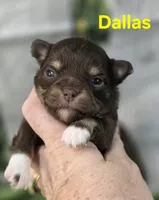 AKC Dallas , a female Chihuahua for sale in Homerville, GA – Photo 10 of 10