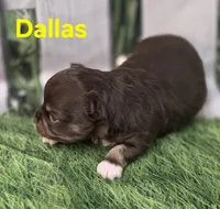 AKC Dallas , a female Chihuahua for sale in Homerville, GA – Photo 2 of 10