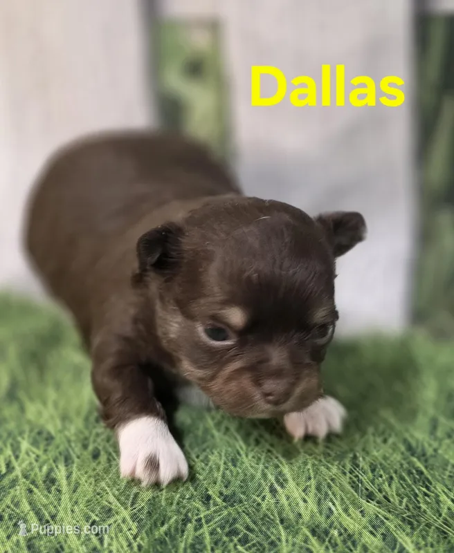 AKC Dallas  – Chihuahua puppy for sale in Homerville, GA