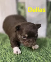 AKC Dallas , a female Chihuahua for sale in Homerville, GA – Photo 1 of 10