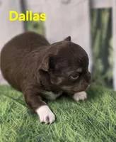 AKC Dallas , a female Chihuahua for sale in Homerville, GA – Photo 3 of 10