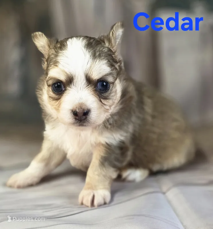 CKC Cedar – Chihuahua puppy for sale in Homerville, GA