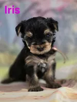 AkC Iris, a female Yorkshire Terrier for sale in Homerville, GA – 3 of 10