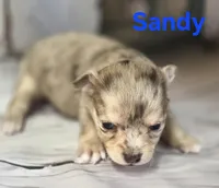 CKC Sandy , a female Chihuahua for sale in Homerville, GA – 5 of 10