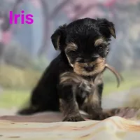 AkC Iris, a female Yorkshire Terrier for sale in Homerville, GA – 7 of 10