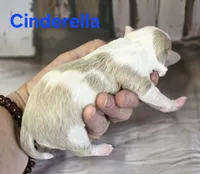 CKC Cinderella, a female Chihuahua for sale in Homerville, GA – 6 of 8