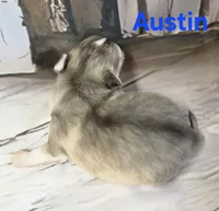 CKC Austin, a male Chihuahua for sale in Homerville, GA – 7 of 10