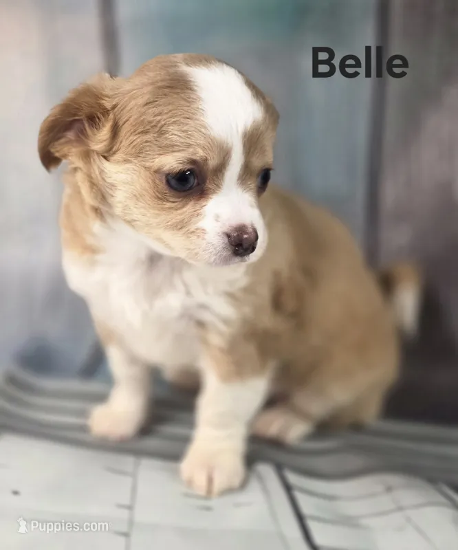 CKC Belle – Chihuahua puppy on hold in Homerville, GA