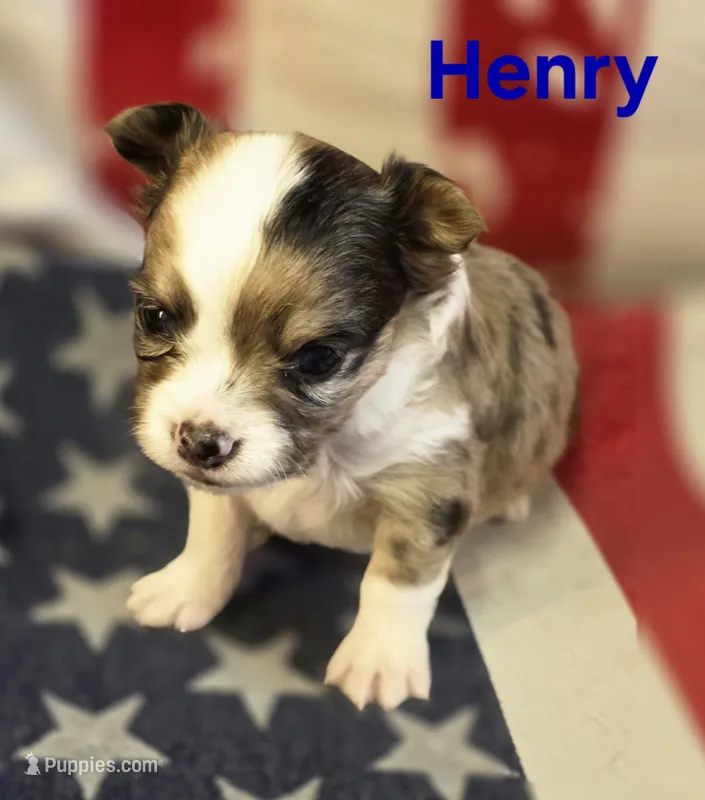 CKC Henry – Chihuahua puppy for sale in Homerville, GA