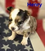 CKC Henry, a male Chihuahua for sale in Homerville, GA – 1 of 10