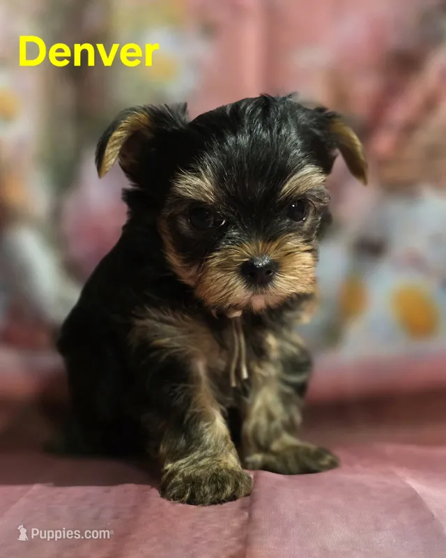 AKC Denver – Yorkshire Terrier puppy for sale in Homerville, GA