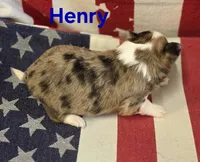 CKC Henry, a male Chihuahua for sale in Homerville, GA – 10 of 10