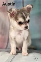 CKC Austin pending, a male Chihuahua for sale in Homerville, GA – 10 of 10