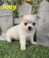 AKC Joey, a male Chihuahua for sale in Homerville, GA – Photo 5 of 10