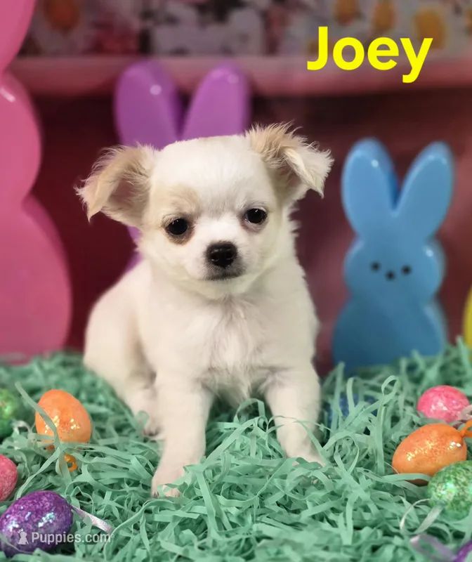 AKC Joey – Chihuahua puppy for sale in Homerville, GA