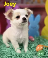 AKC Joey, a male Chihuahua for sale in Homerville, GA – Photo 6 of 10