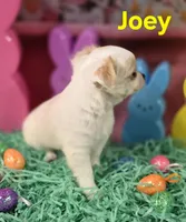 AKC Joey, a male Chihuahua for sale in Homerville, GA – Photo 9 of 10