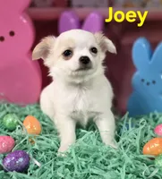 AKC Joey, a male Chihuahua for sale in Homerville, GA – Photo 10 of 10