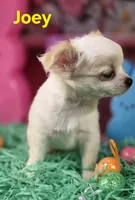 AKC Joey, a male Chihuahua for sale in Homerville, GA – Photo 2 of 10