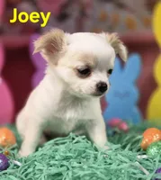 AKC Joey, a male Chihuahua for sale in Homerville, GA – Photo 7 of 10