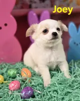 AKC Joey, a male Chihuahua for sale in Homerville, GA – Photo 8 of 10