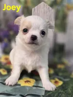 AKC Joey, a male Chihuahua for sale in Homerville, GA – Photo 10 of 10