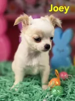 AKC Joey, a male Chihuahua for sale in Homerville, GA – Photo 4 of 10