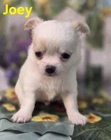 AKC Joey, a male Chihuahua for sale in Homerville, GA – Photo 8 of 10