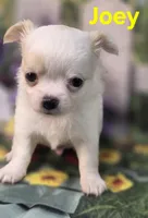 AKC Joey, a male Chihuahua for sale in Homerville, GA – Photo 7 of 10