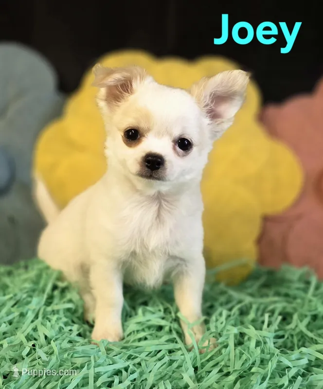 AKC Joey – Chihuahua puppy for sale in Homerville, GA