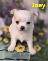 AKC Joey, a male Chihuahua for sale in Homerville, GA – Photo 4 of 10