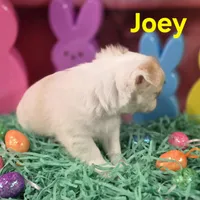 AKC Joey, a male Chihuahua for sale in Homerville, GA – Photo 3 of 10