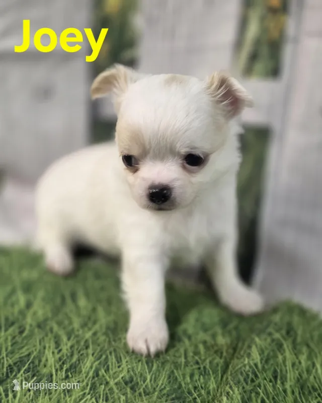 AKC Joey – Chihuahua puppy for sale in Homerville, GA
