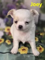 AKC Joey, a male Chihuahua for sale in Homerville, GA – Photo 6 of 10
