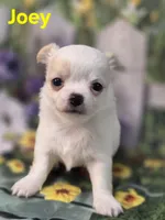 AKC Joey, a male Chihuahua for sale in Homerville, GA – Photo 9 of 10