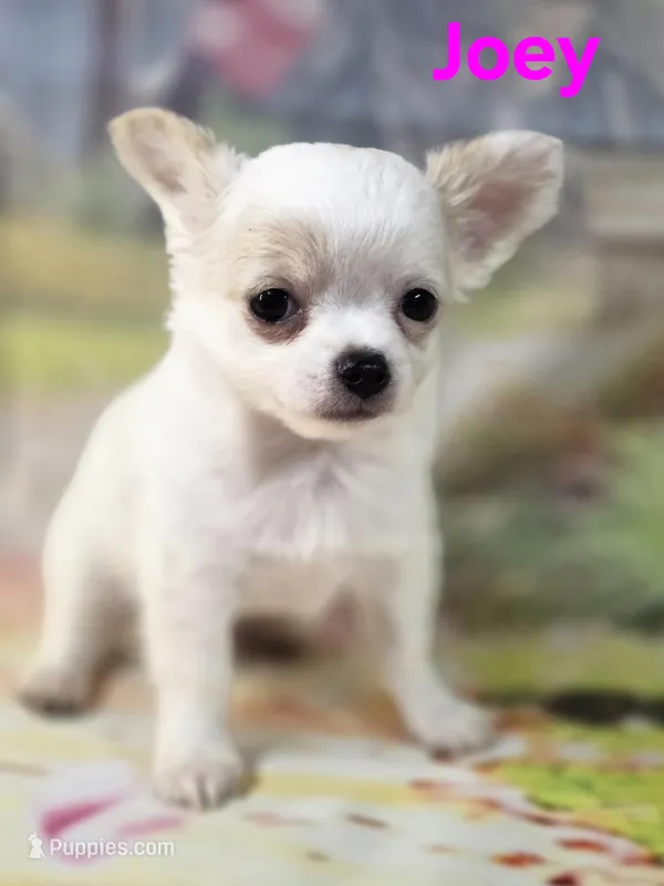AKC Joey – Chihuahua puppy for sale in Homerville, GA